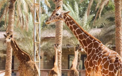 Позавтракать с жирафами