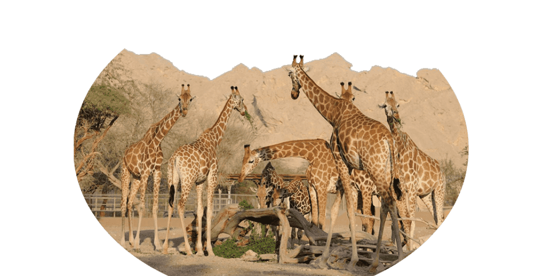 Зоопарк в Эр-Рияде